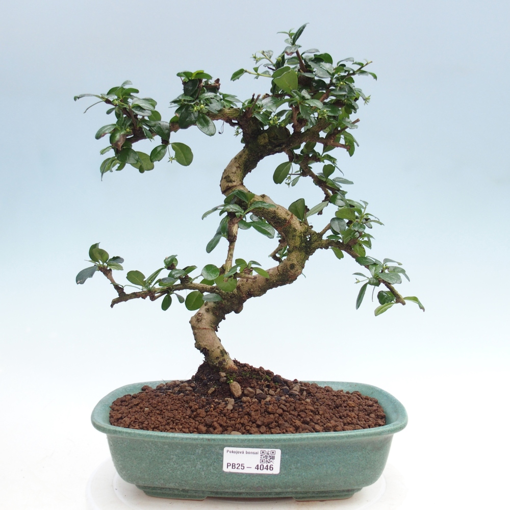 Pokojová bonsai - Carmona macrophylla - Čaj fuki