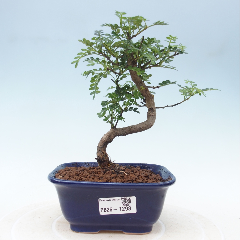 Pokojová bonsai - Zantoxylum piperitum - pepřovník