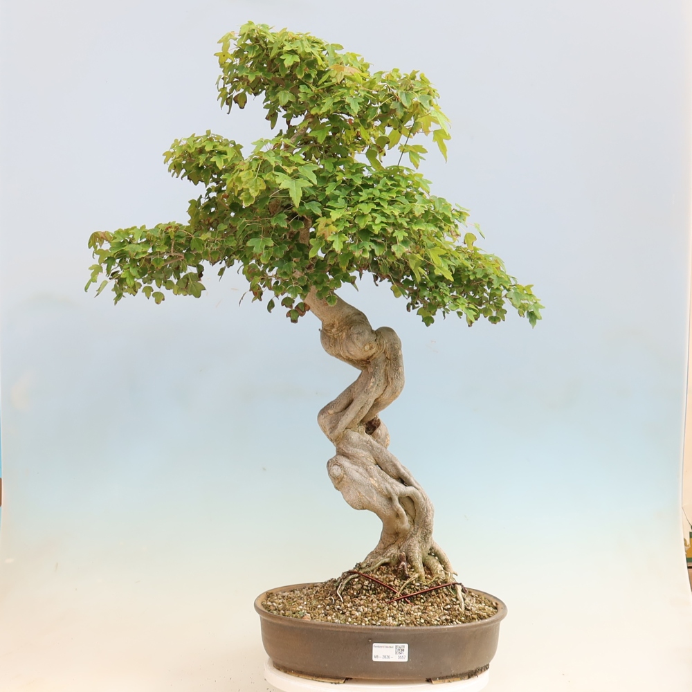 Venkovní bonsai - Acer Buergerianum - Javor Burgerův