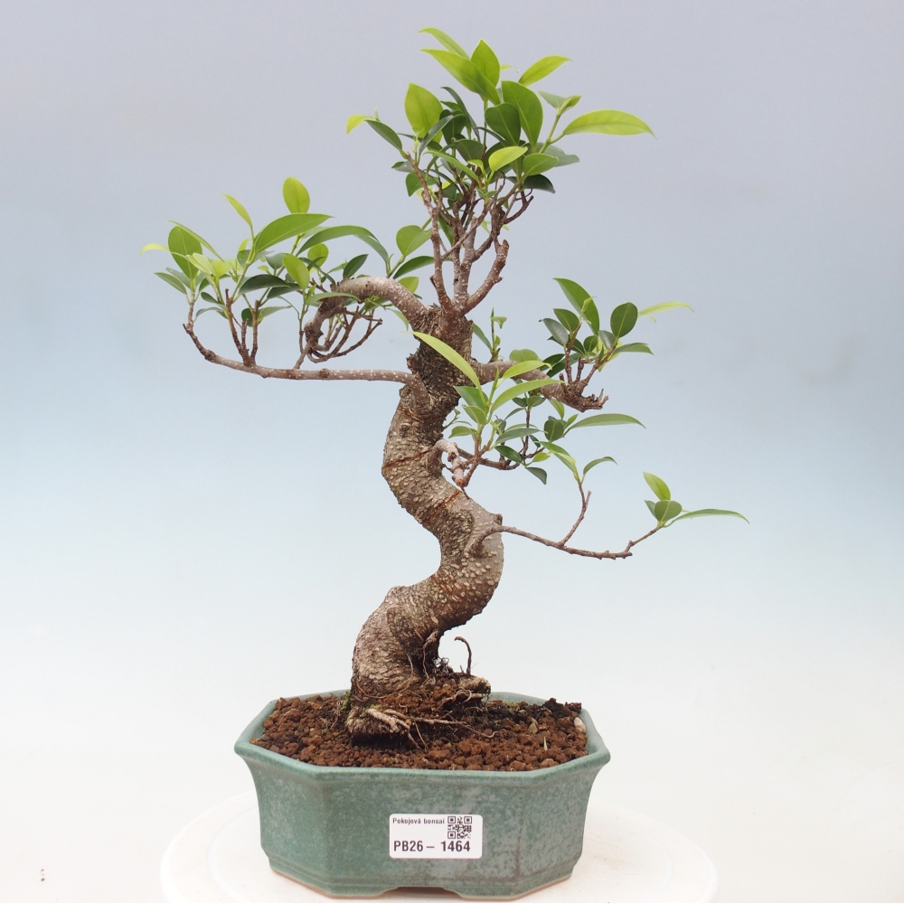 Pokojová bonsai - Ficus retusa -  malolistý fíkus