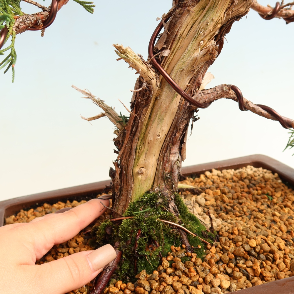 Venkovní bonsai - Juniperus chinensis Kishu -Jalovec čínský