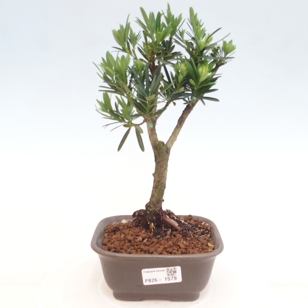 Pokojová bonsai - Podocarpus - Kamenný tis