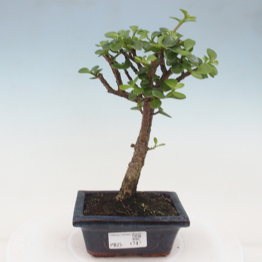 Pokojová bonsai - Portulakaria Afra - Tlustice