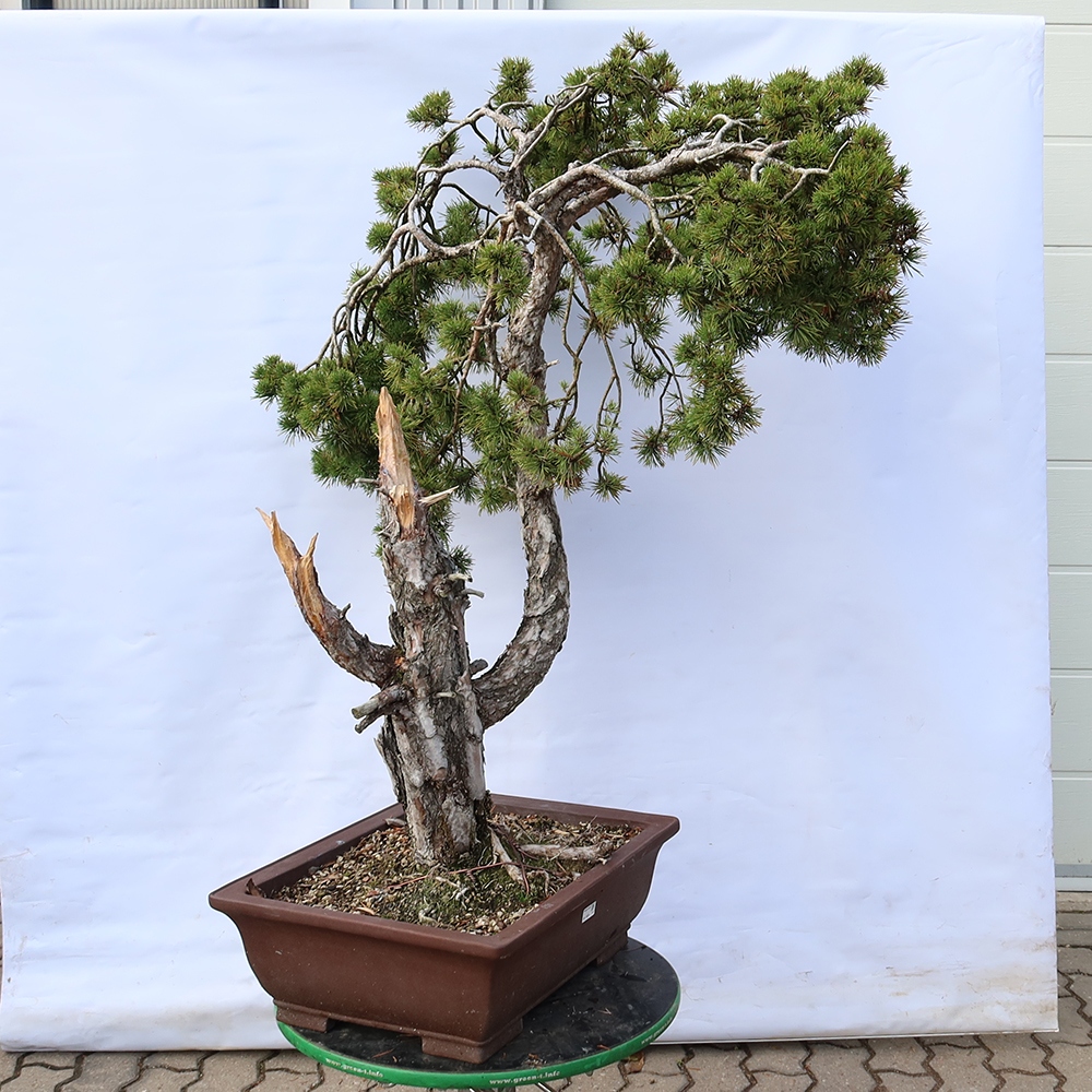Pinus sylvestris Španělsko - borovice lesní