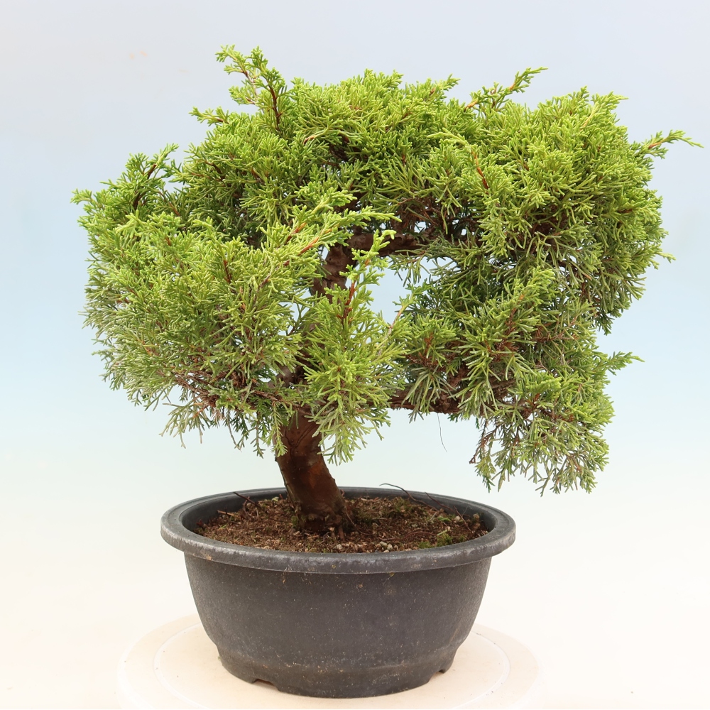 Venkovní bonsai - Juniperus chinensis Itoigawa-Jalovec čínský