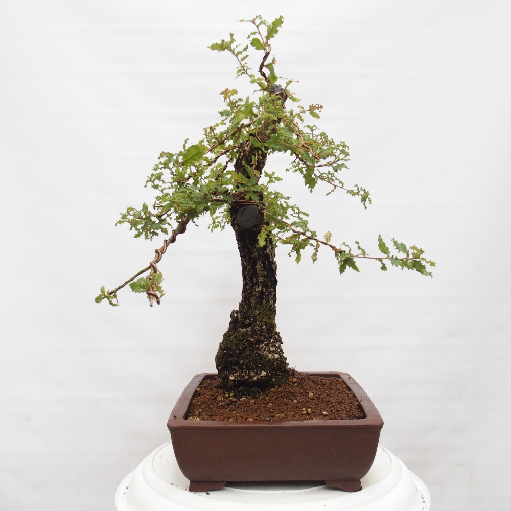 Yamadori - Quercus Ilex -Dub cesmínovitý