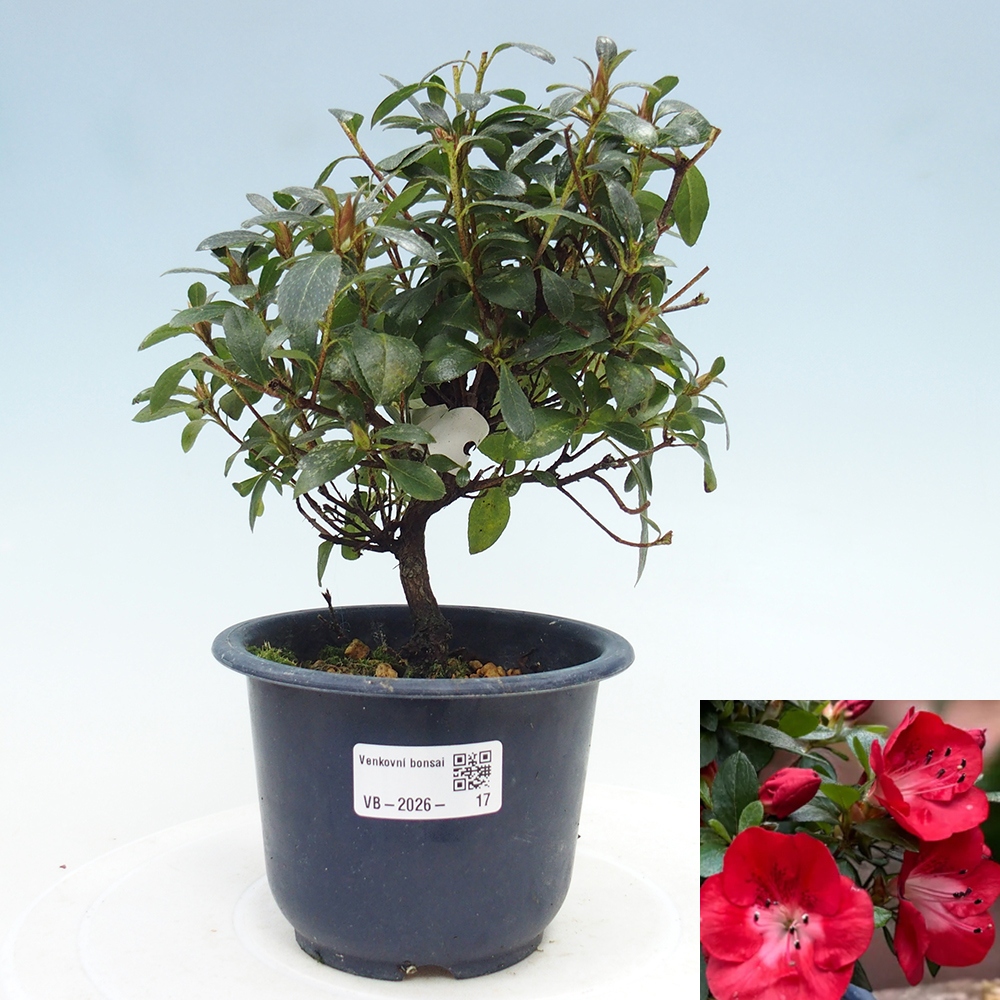 Venkovní bonsai - Japonská azalka - Azalea Benibeni