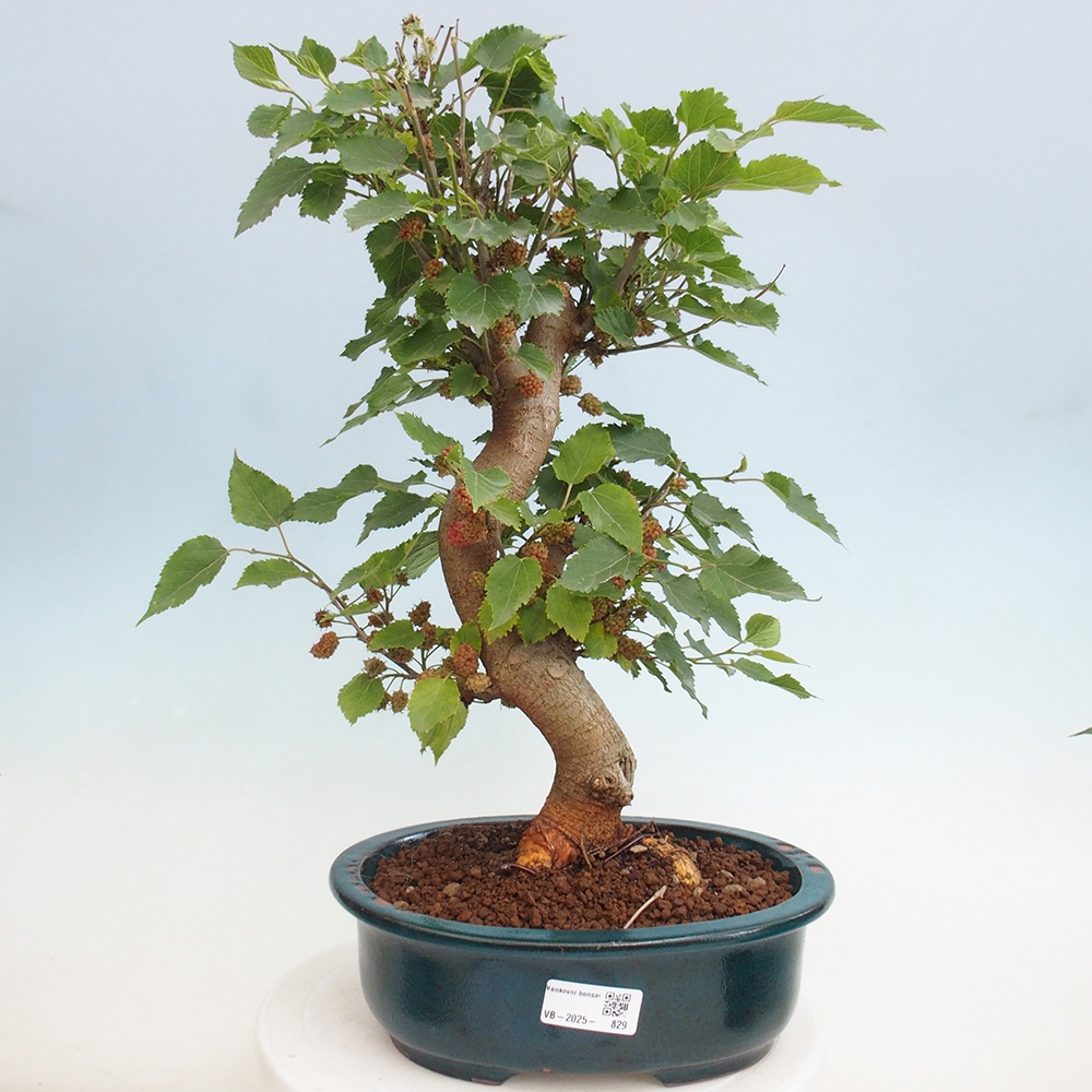 Venkovní bonsai -Morus alba - moruše