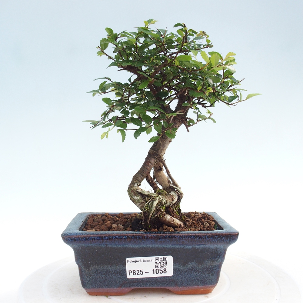 Pokojová bonsai - Ulmus parvifolia - Malolistý jilm