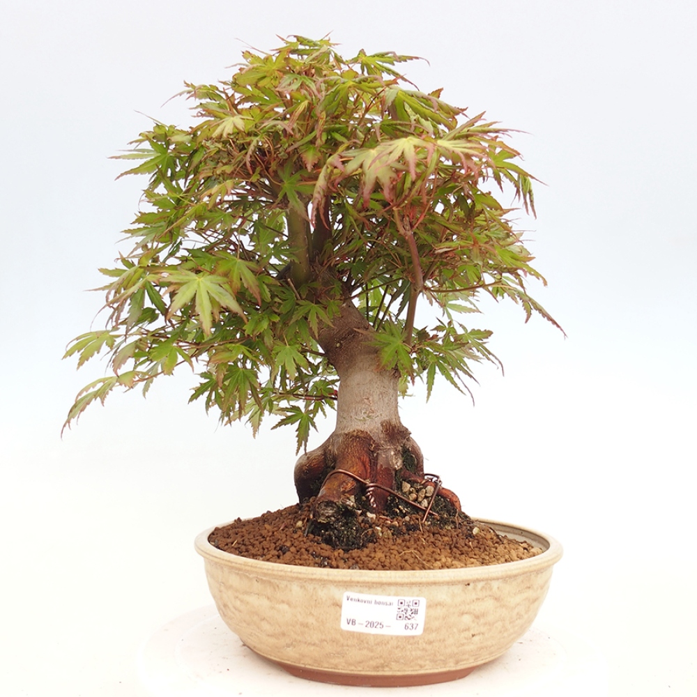 Venkovní bonsai - Acer palmatum  - Javor dlanitolistý