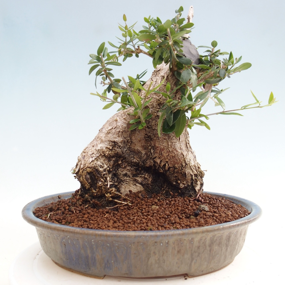Pokojová bonsai - Olea europaea sylvestris -Oliva evropská drobnolistá