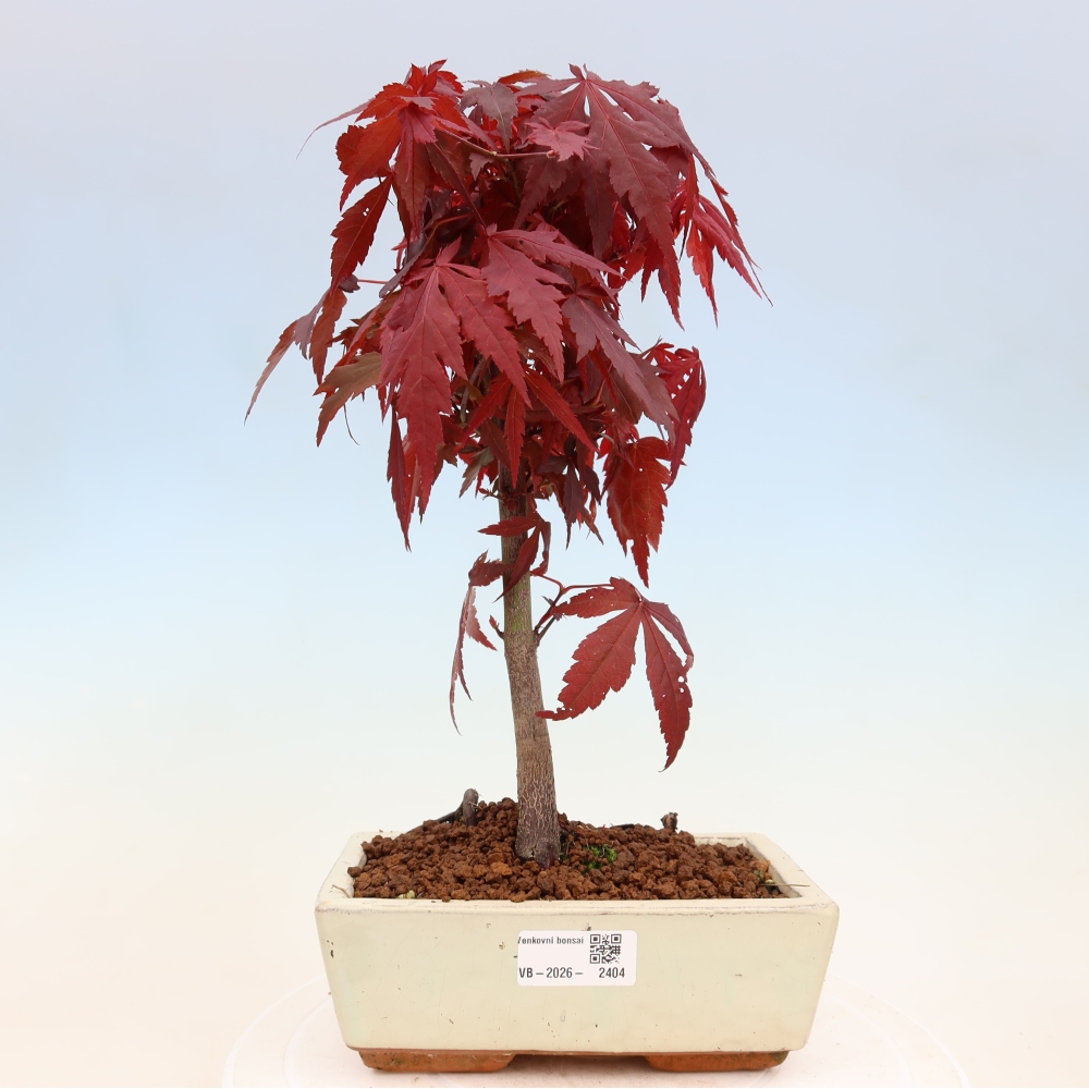 Venkovní bonsai - Acer palm. Atropurpureum-Javor dlanitolistý