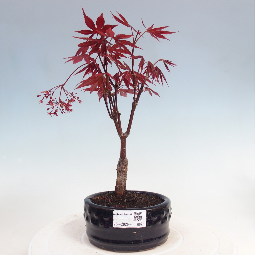 Venkovní bonsai - Acer palm. Atropurpureum-Javor dlanitolistý