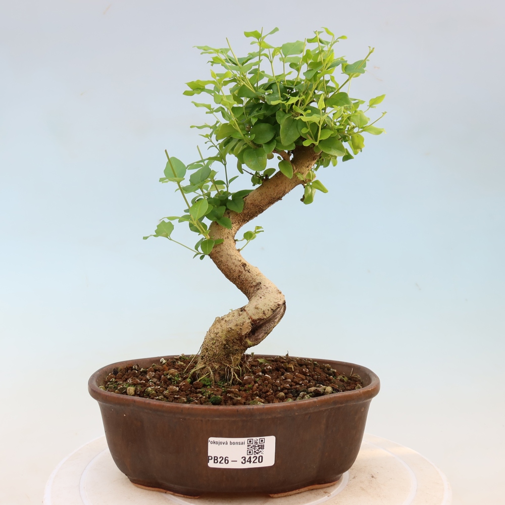 Pokojová bonsai -Ligustrum chinensis - Ptačí zob