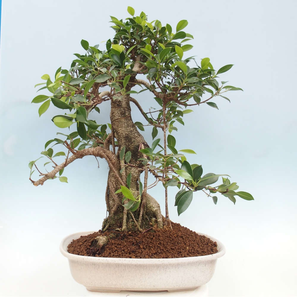 Pokojová bonsai - Ficus kimmen -  malolistý fíkus - POUZE OSOBNÍ ODBĚR nebo paletová přeprava