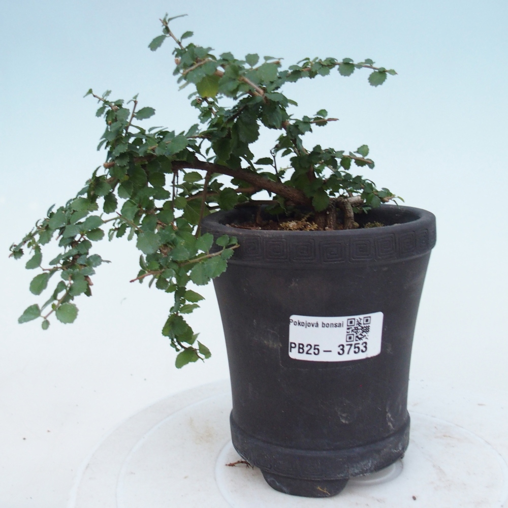 Pokojová bonsai - Grewia sp. - Grewie malolistá
