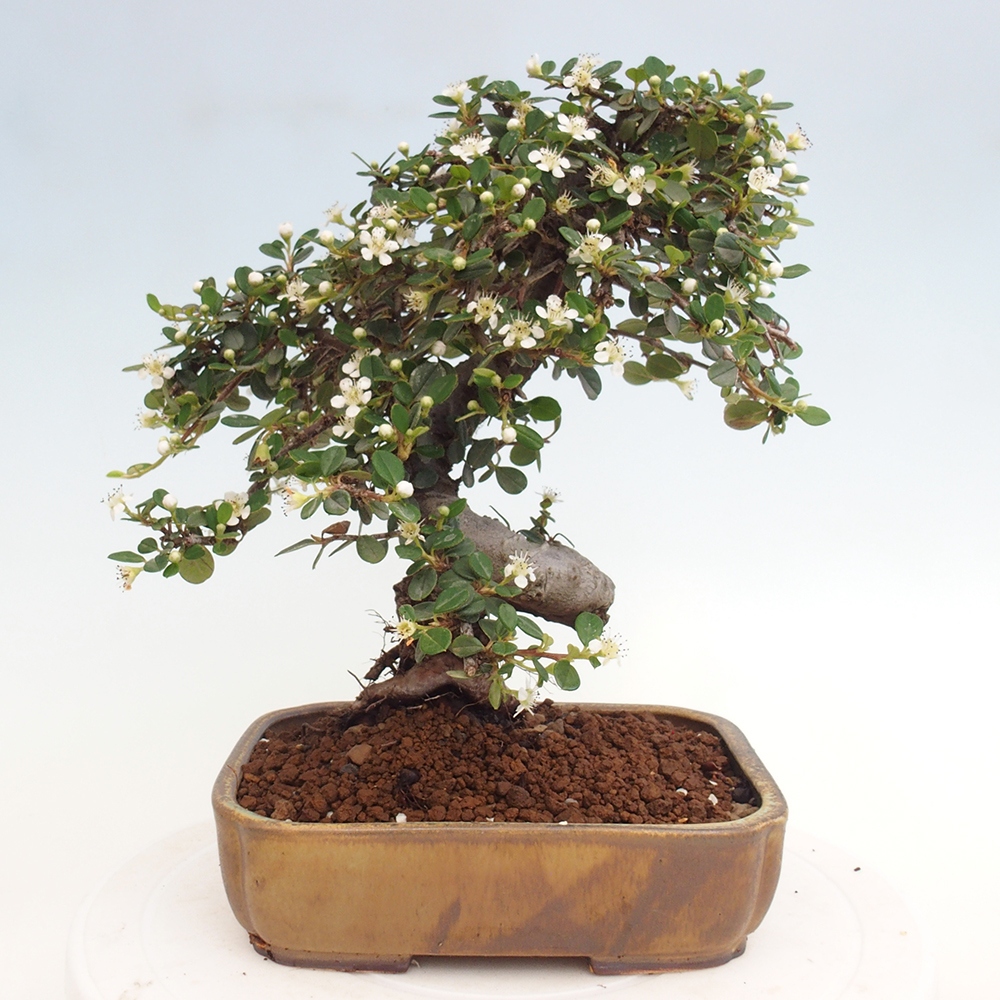 Venkovní bonsai-Cotoneaster dammeri - Skalník Damerův