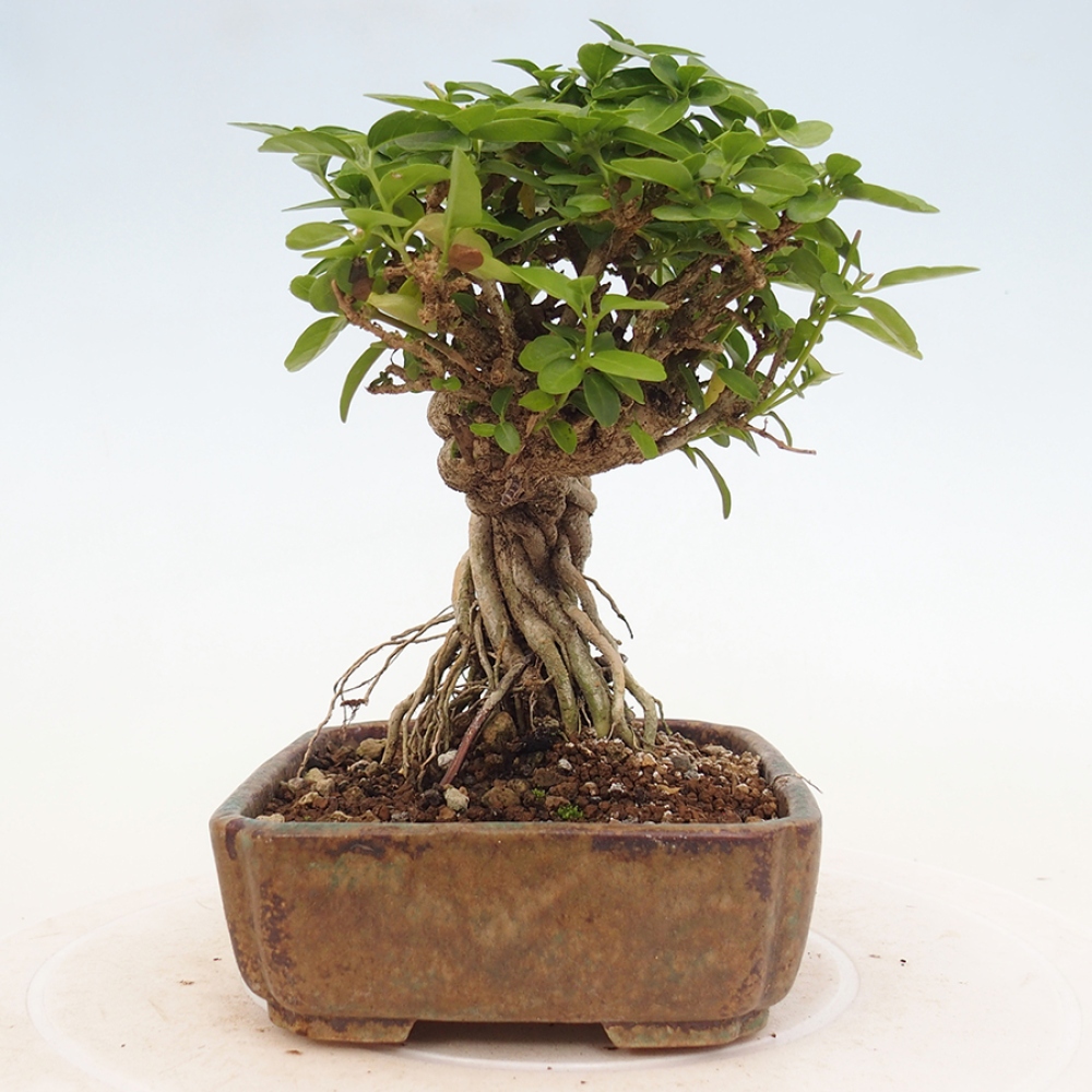 Pokojová bonsai - Premna serratifolia  - Kozlovoň malolistá