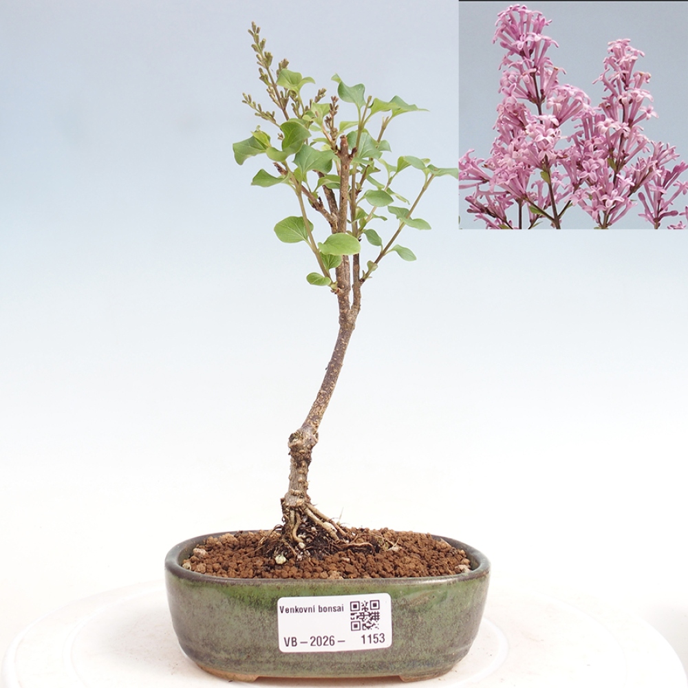 Venkovní bonsai - Syringa Meyeri Palibin - Šeřík Meyerův