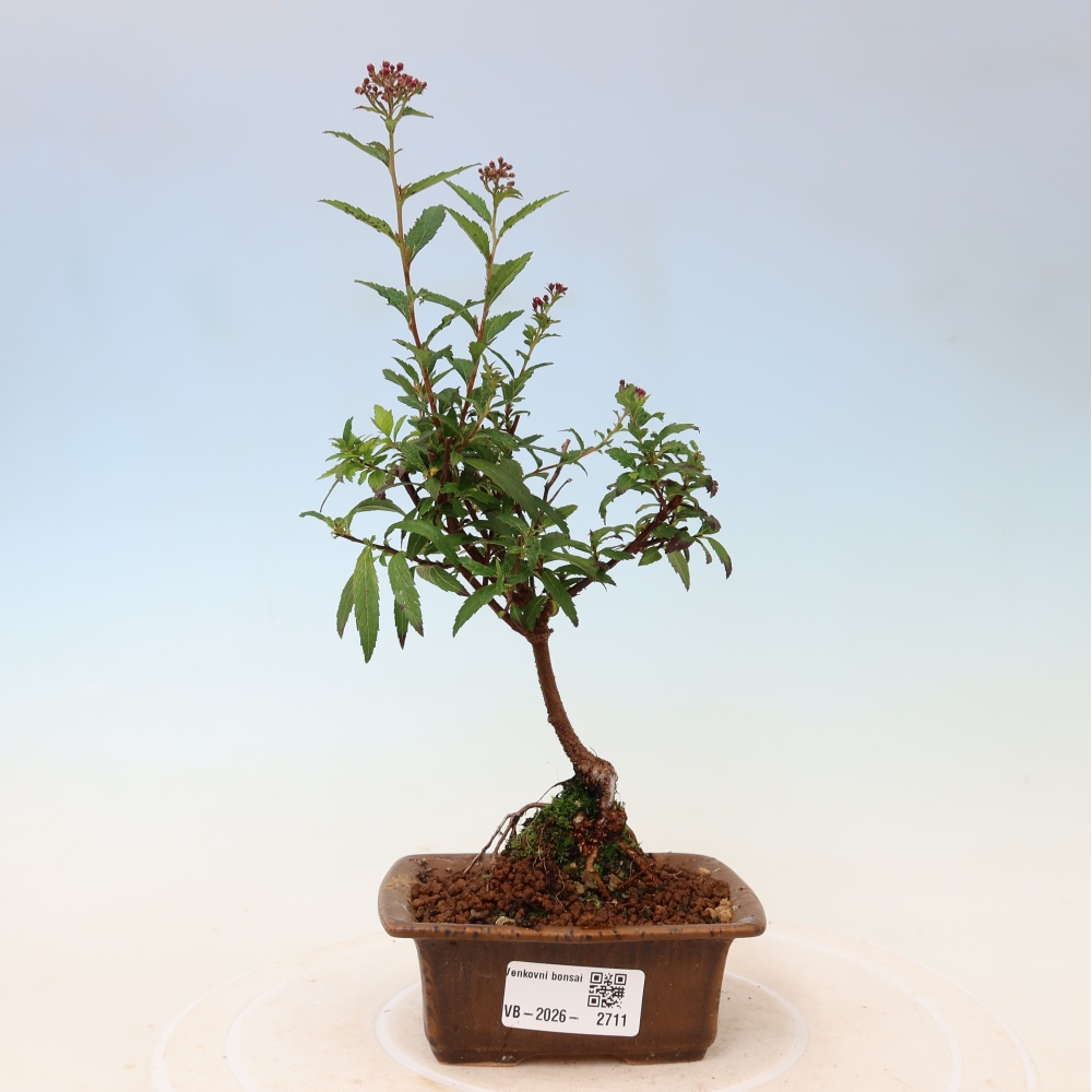 Venkovní bonsai - tavolník japonský - Spirea japonica Anthony Waterer