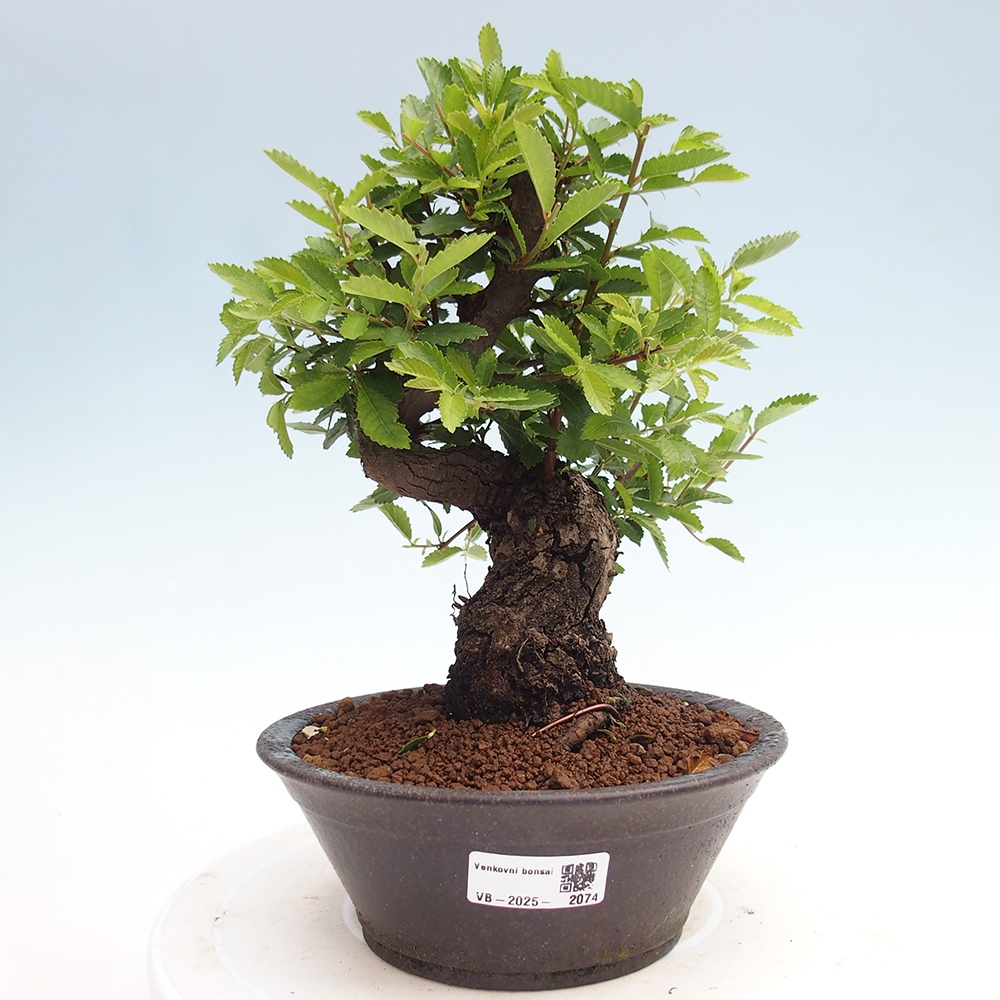 Venkovní bonsai - Zelkova - Zelkova NIRE