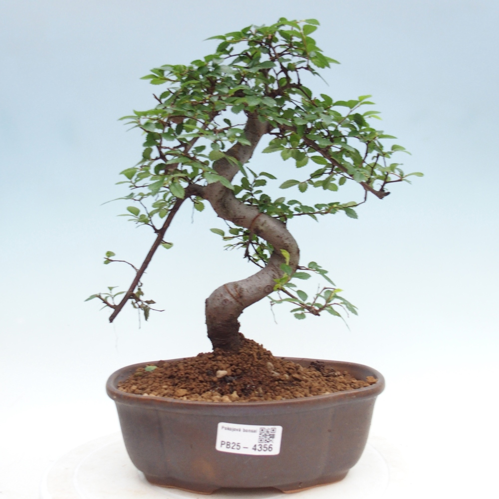 Pokojová bonsai - Ulmus parvifolia - Malolistý jilm