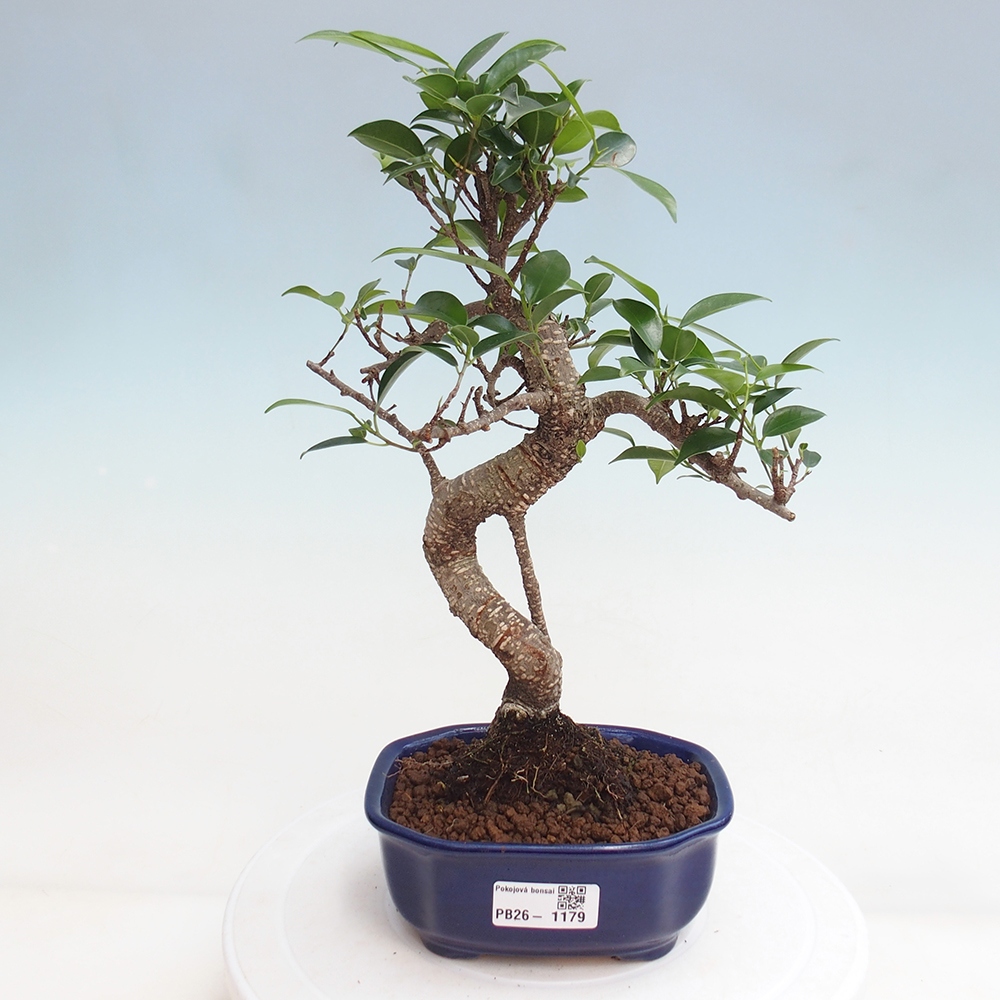 Pokojová bonsai - Ficus retusa -  malolistý fíkus