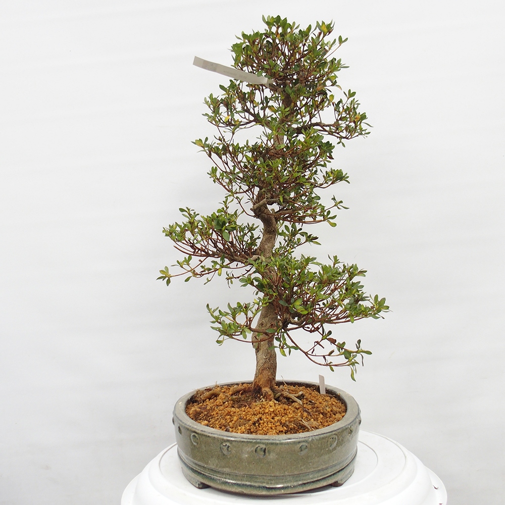 Venkovní bonsai - Japonská azalka - Azalea Nishikie