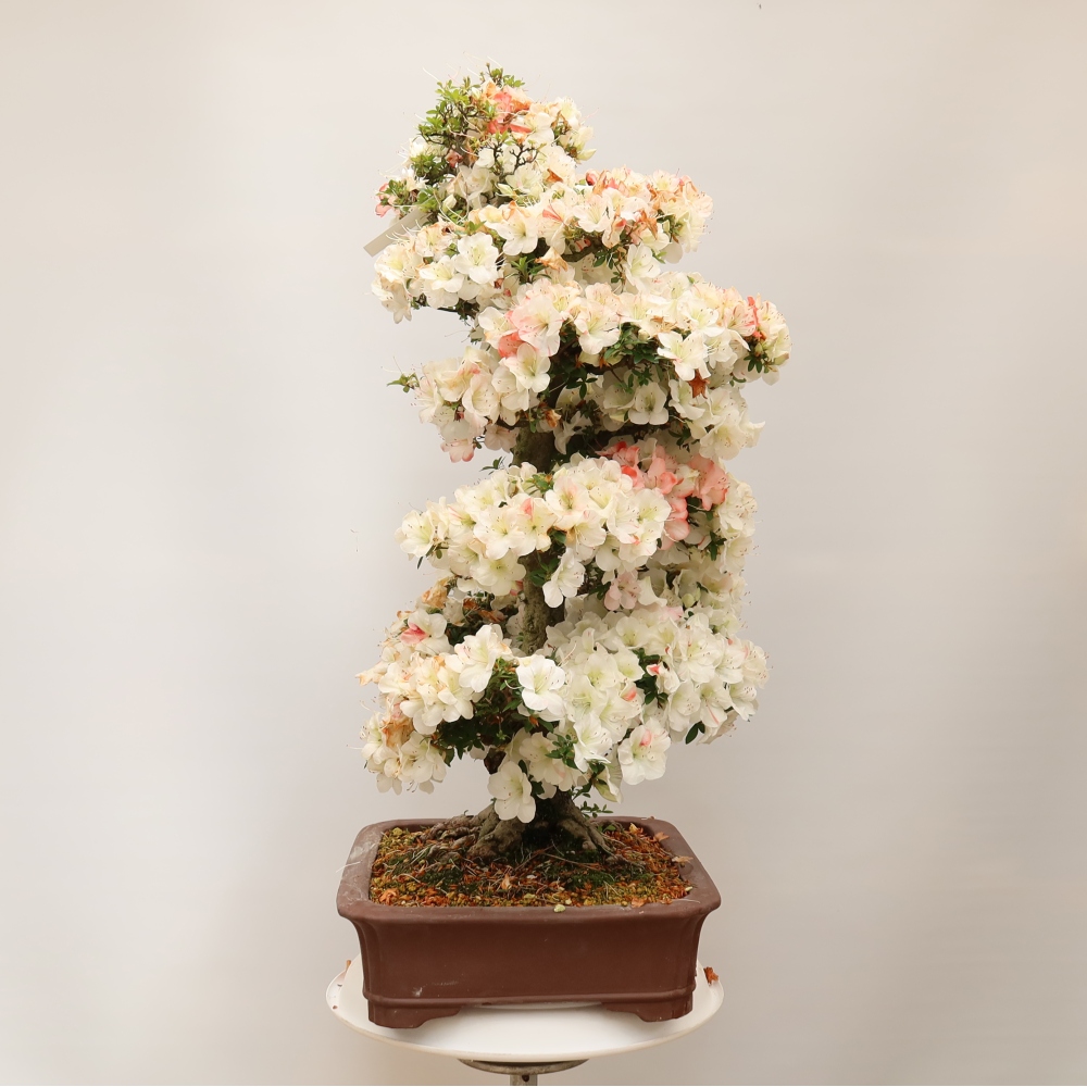 Venkovní bonsai - Japonská azalka - Azalea Tochizumi
