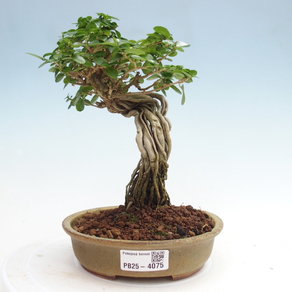 Pokojová bonsai - Premna serratifolia  - Kozlovoň malolistá