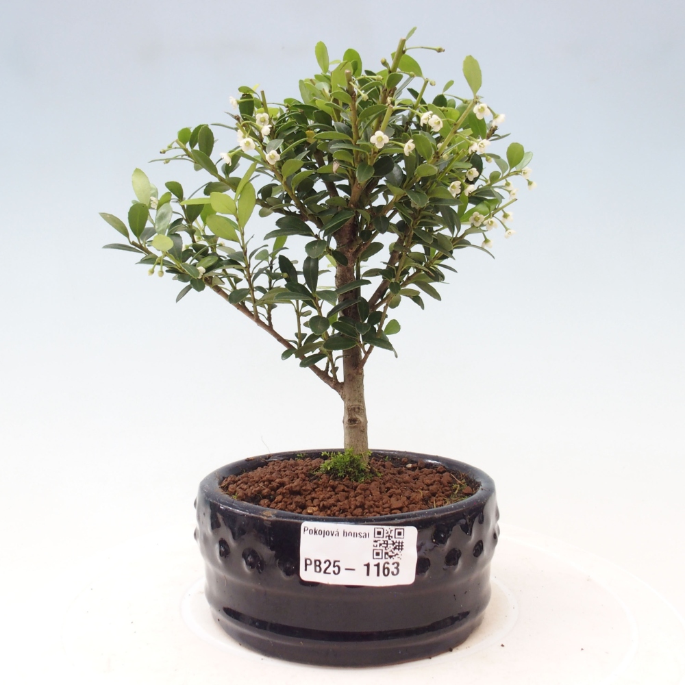Pokojová bonsai - Ilex crenata - Cesmína