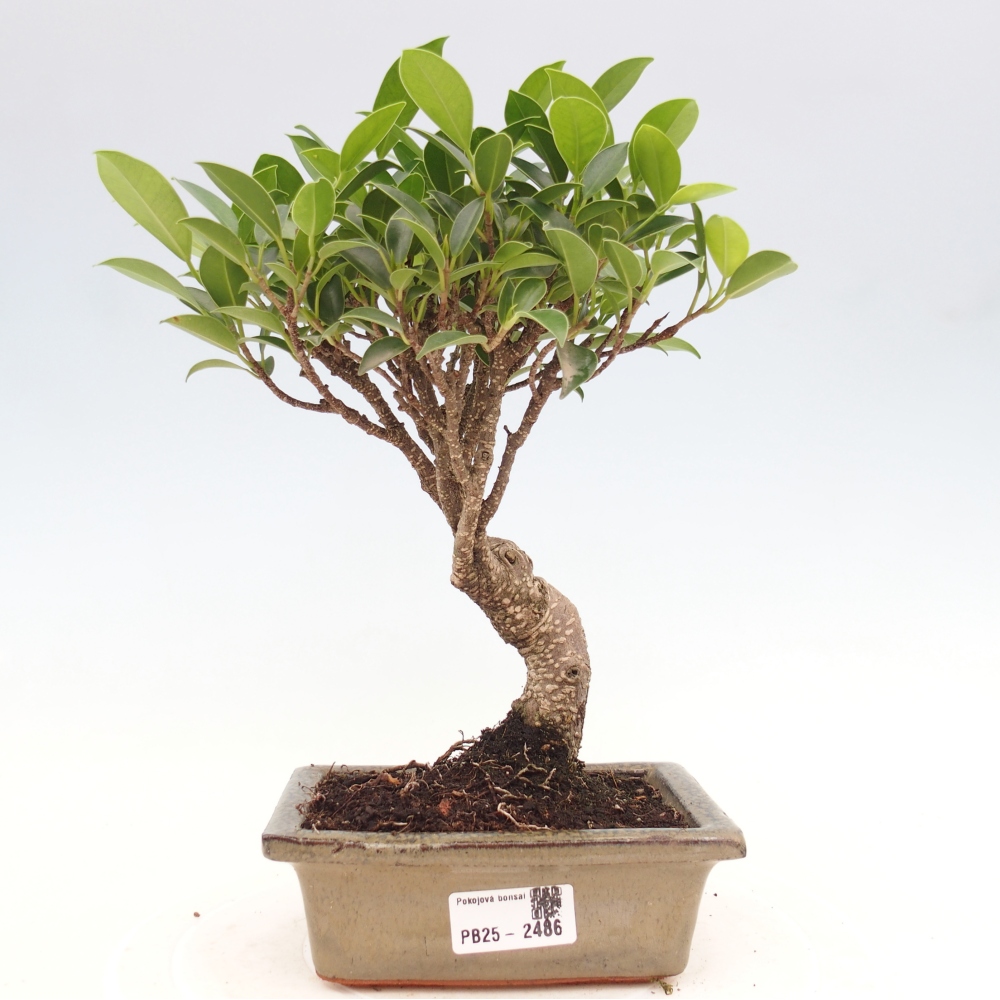 Pokojová bonsai - Ficus retusa -  malolistý fíkus