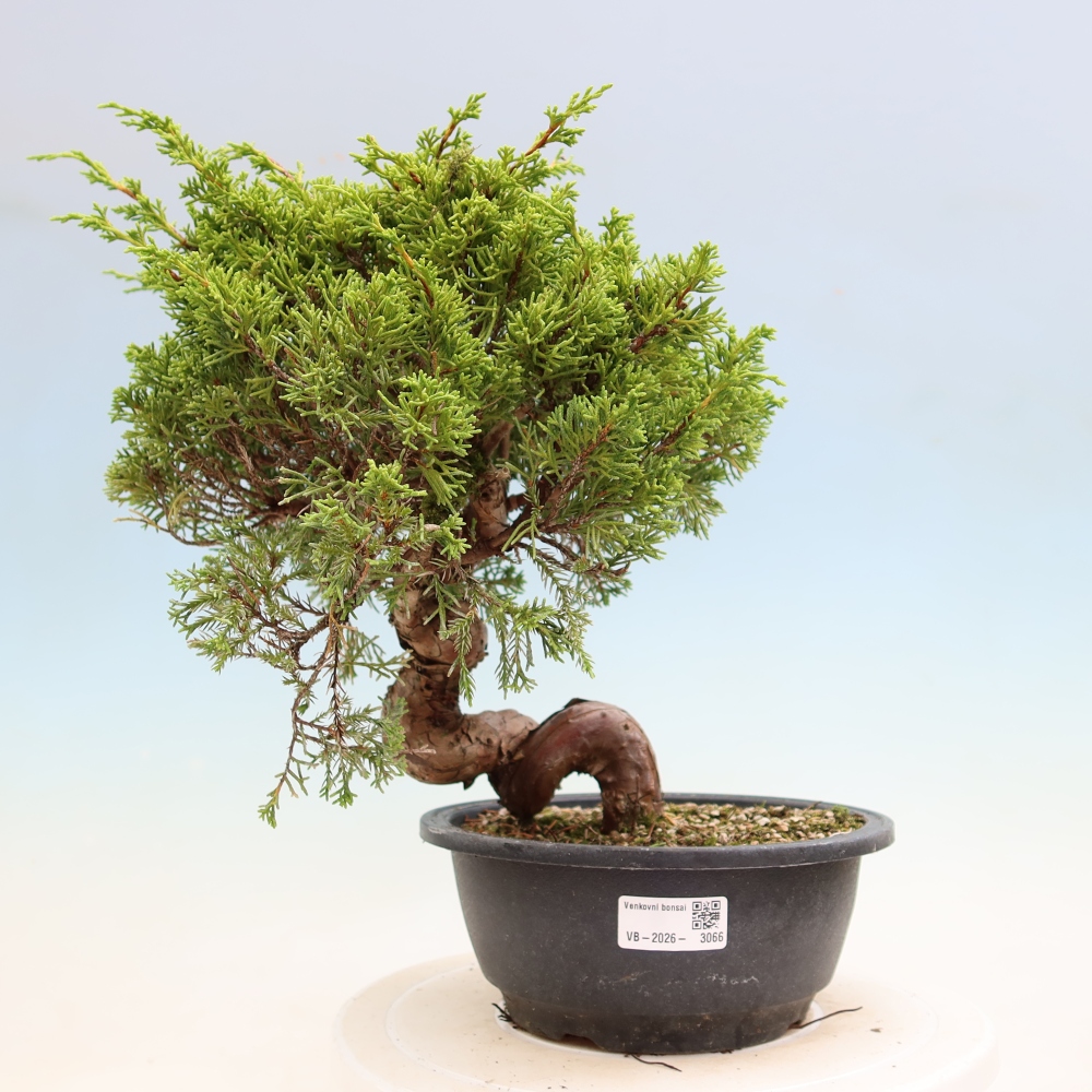 Venkovní bonsai - Juniperus chinensis Itoigawa-Jalovec čínský