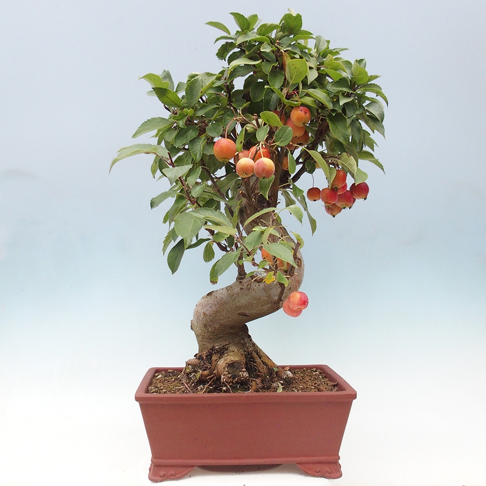 Venkovní bonsai -Malus halliana - Maloplodá jabloň