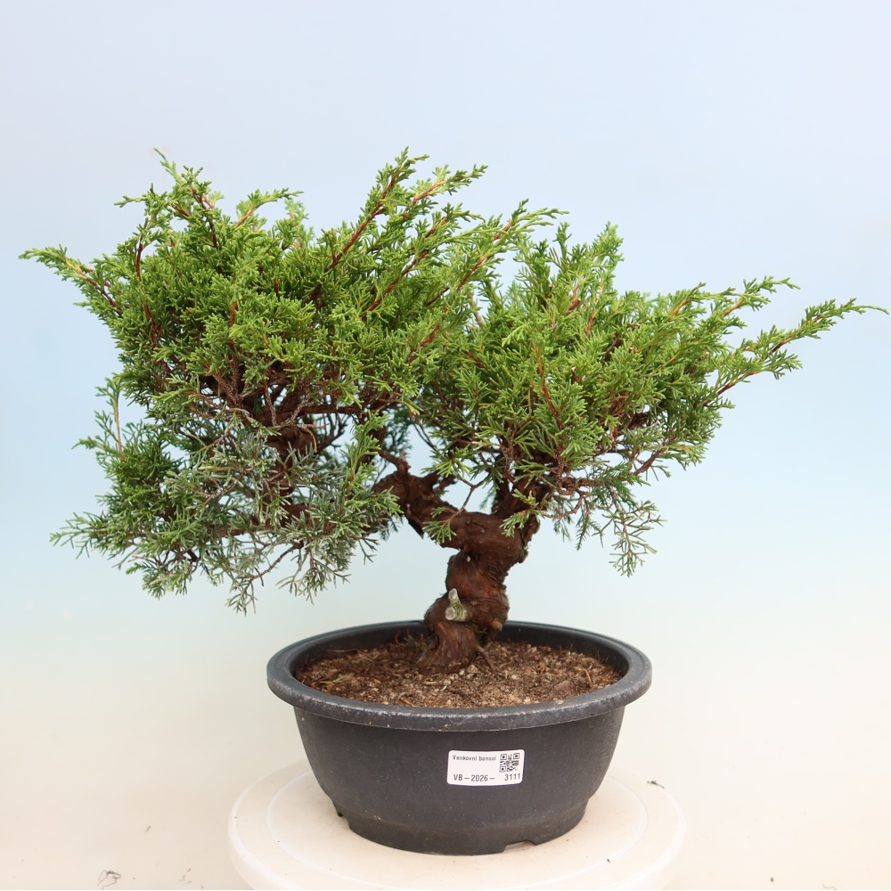 Venkovní bonsai - Juniperus chinensis Itoigawa-Jalovec čínský
