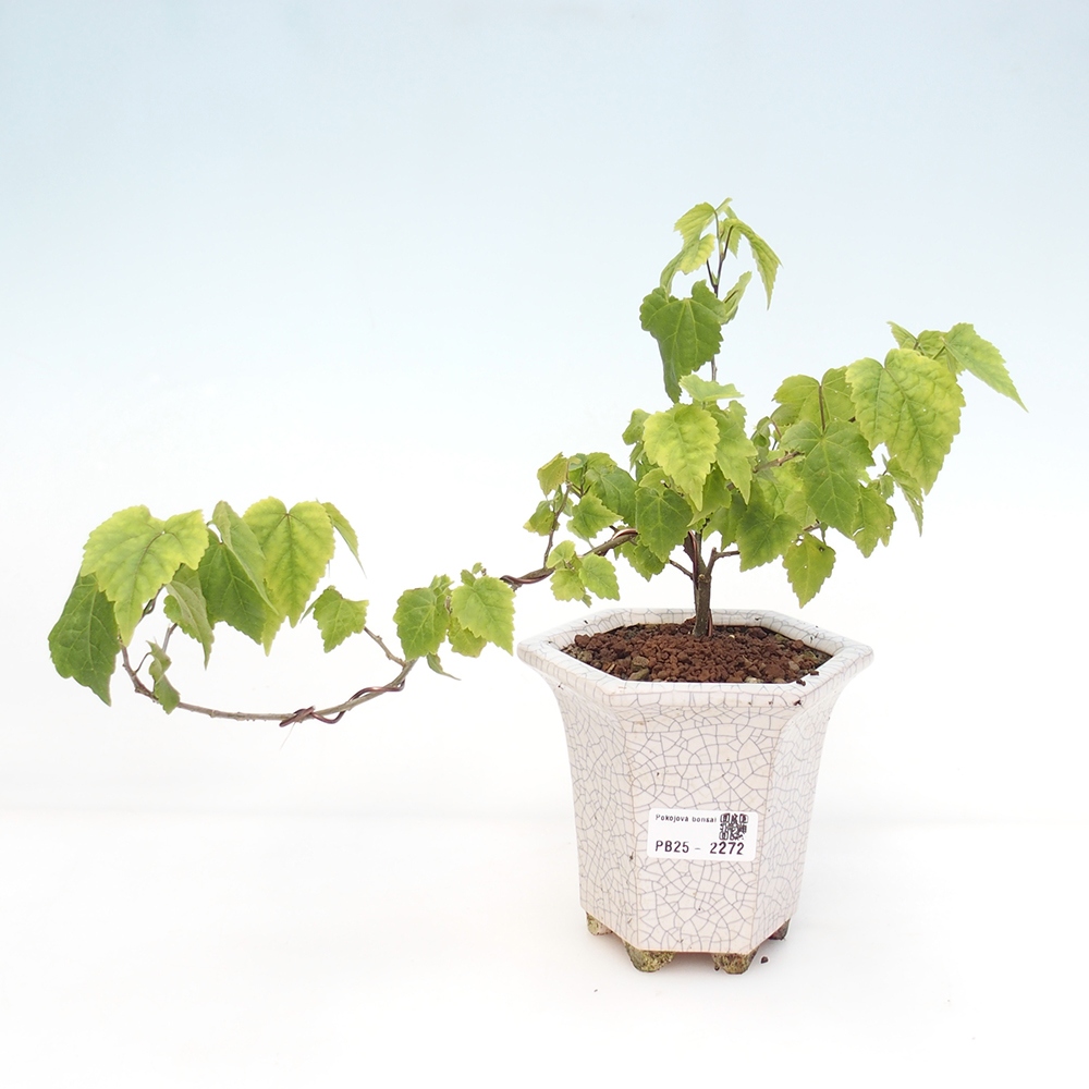 Pokojová bonsai - Abutilon Big Bell - Mračňák poříční