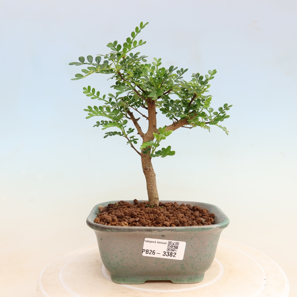 Pokojová bonsai - Zantoxylum piperitum - Pepřovník
