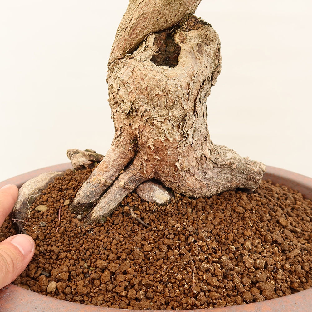 Venkovní bonsai -Carpinus Coreana - Habr korejský
