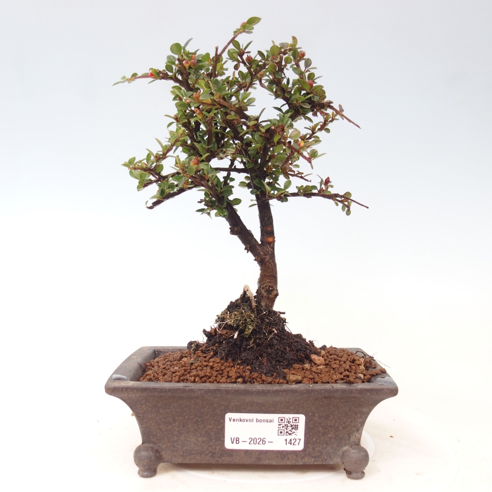 Venkovní bonsai - Cotoneaster horizontalis - Skalník