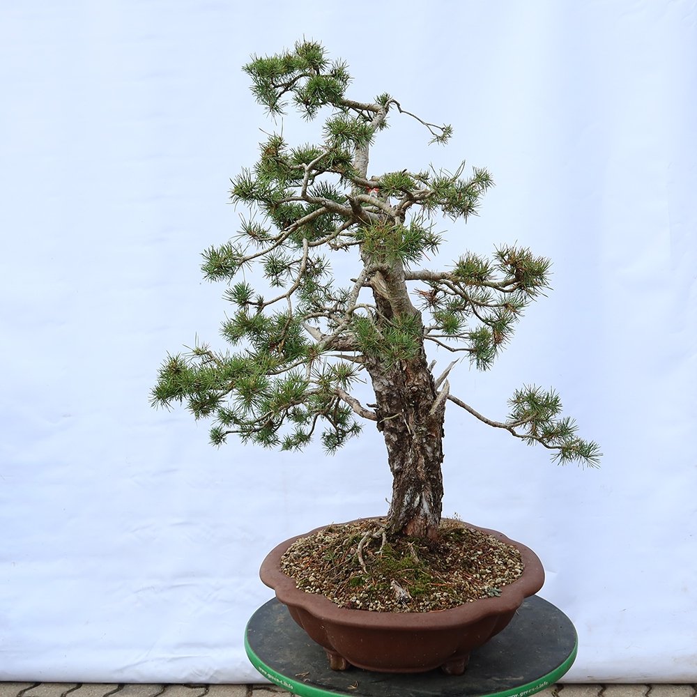 Pinus sylvestris Španělsko - borovice lesní
