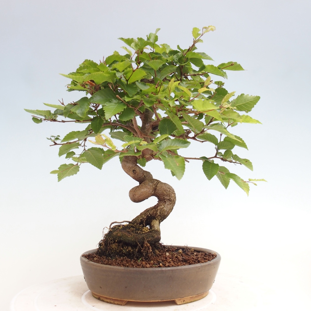 Venkovní bonsai -Carpinus CARPINOIDES - Habr korejský