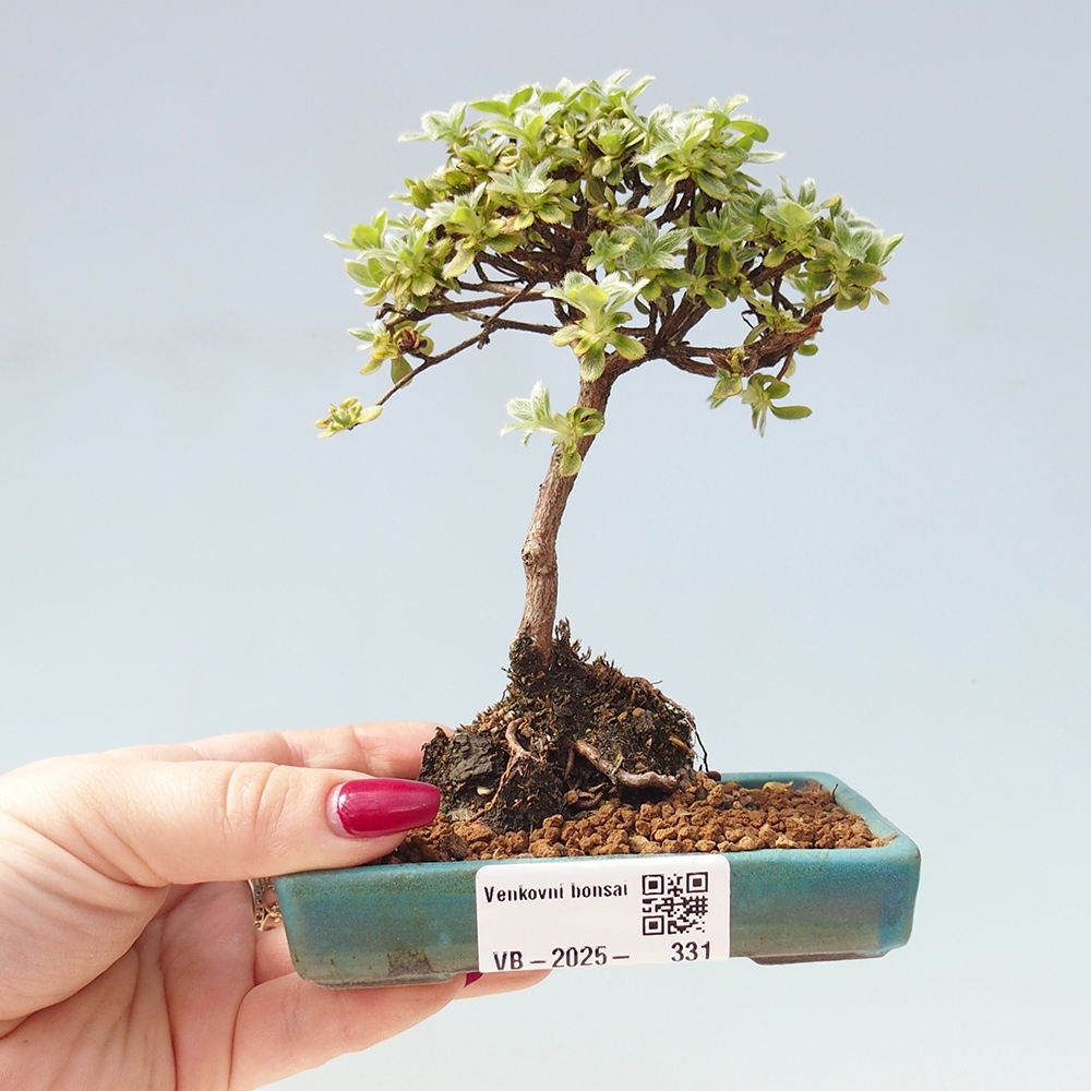 Venkovní bonsai - Rhododendron indicum - Japonská azalka