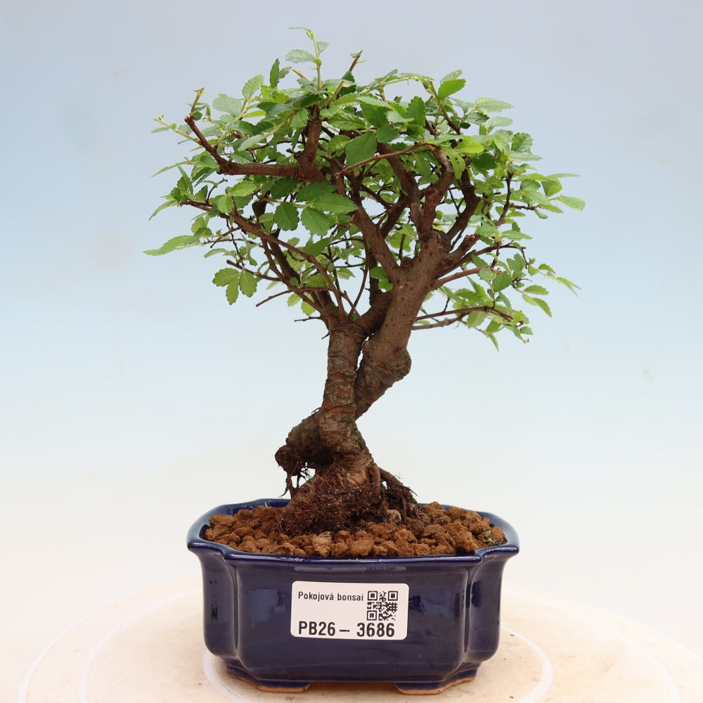 Pokojová bonsai - Ulmus parvifolia - Malolistý jilm