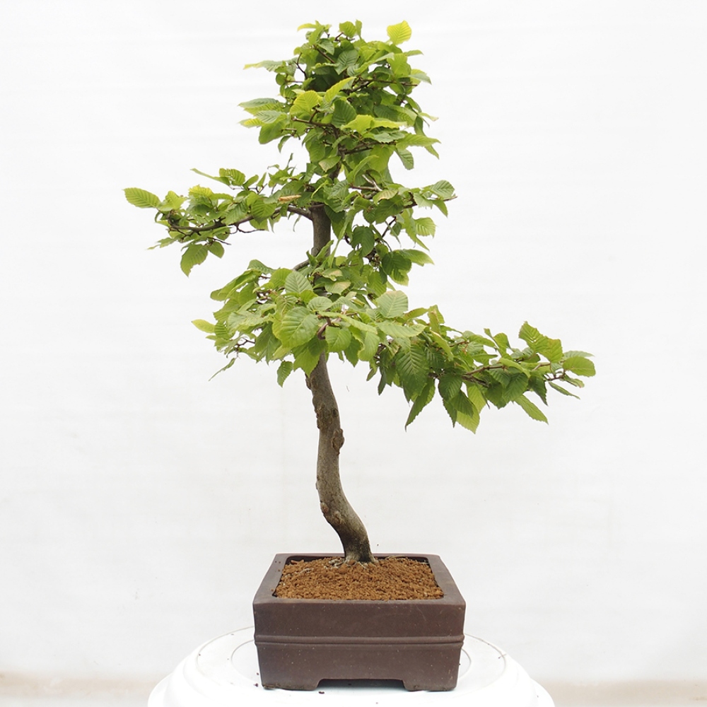 Venkovní bonsai - Habr obecný - Carpinus betulus