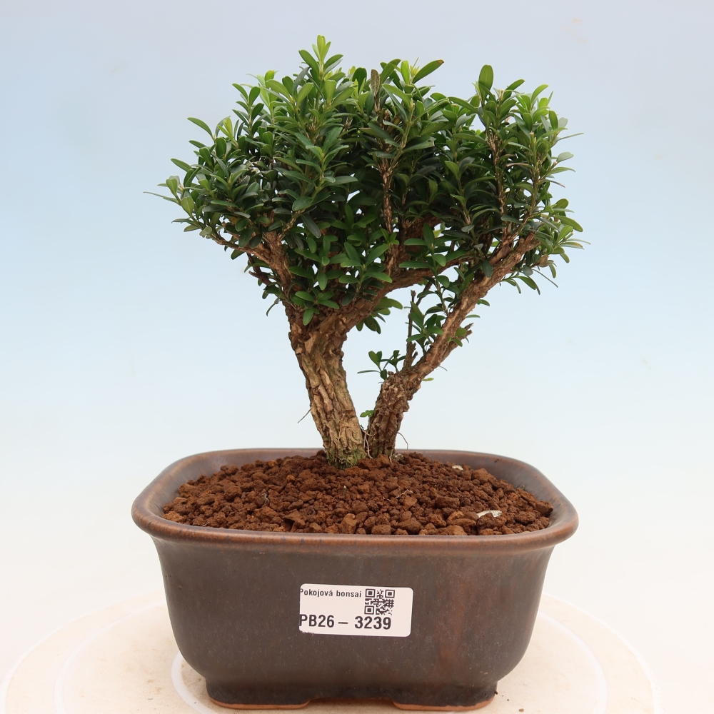 Pokojová bonsai - Buxus harlandii -korkový buxus