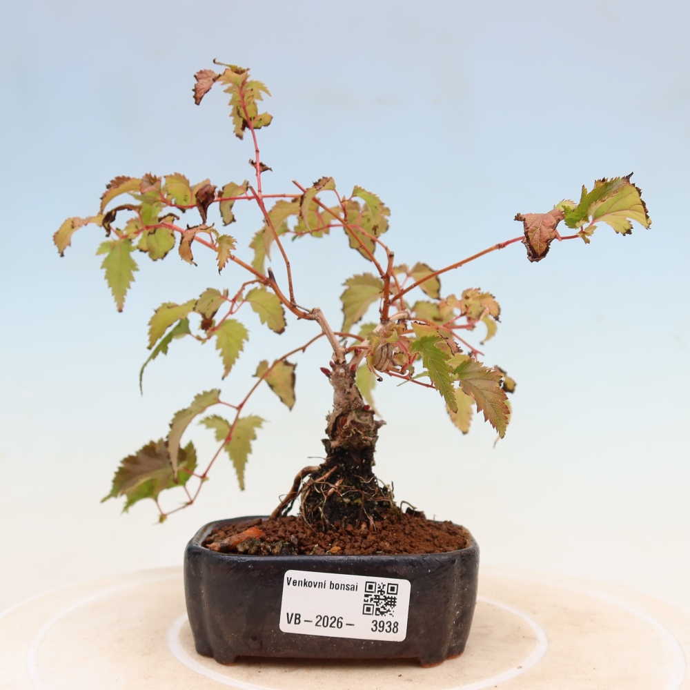 Venkovní bonsai -  Stephanandra incisa - Korunatka klaná