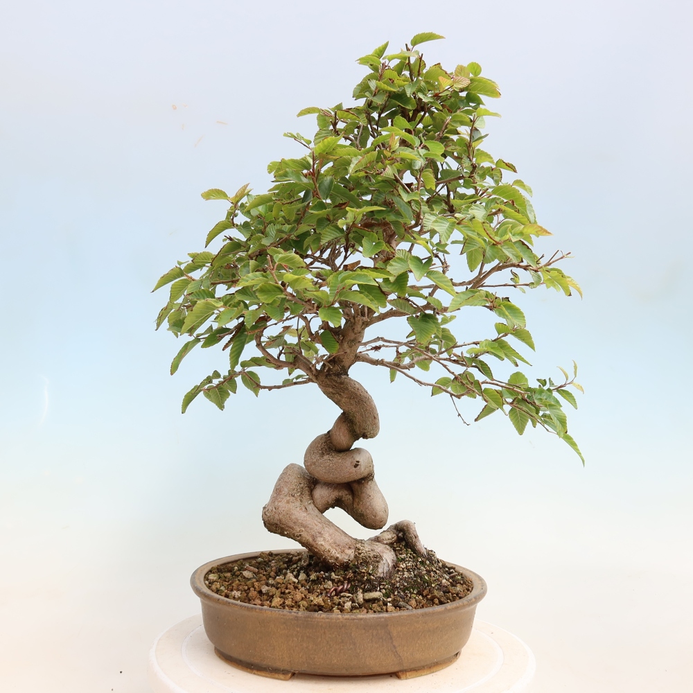 Venkovní bonsai -Carpinus CARPINOIDES - Habr korejský
