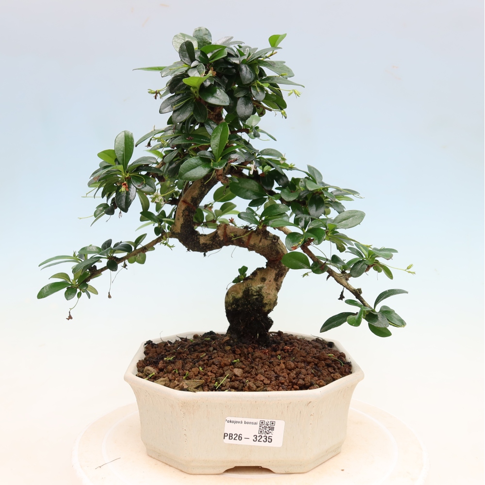 Pokojová bonsai - Carmona macrophylla - Čaj fuki