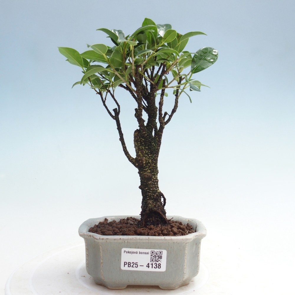 Pokojová bonsai Ficus retusa kimmen