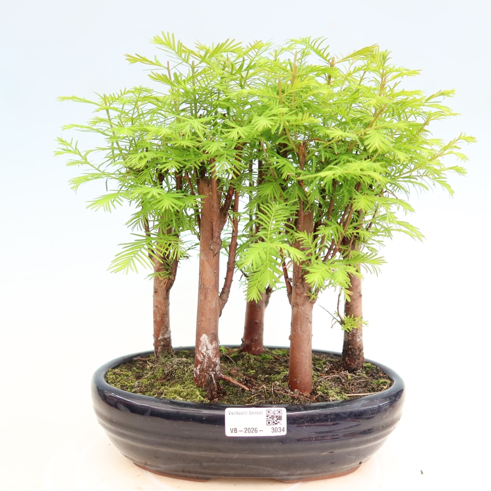 Venkovní bonsai - Metasequoia glyptostroboides - Metasekvoje čínská - lesík